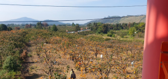 Gongcheng Yao’s Persimmon Legacy: A Blend of Agriculture and Tourism